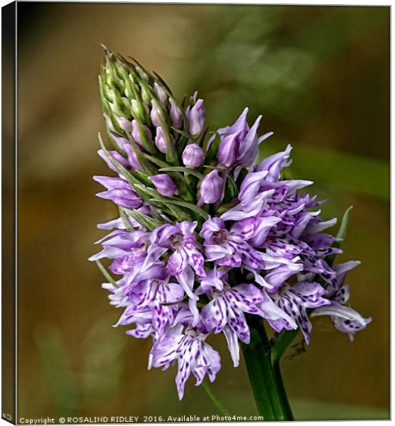 "TINY PYRAMID ORCHID IN THE VERGE" Canvas Print by ROS RIDLEY