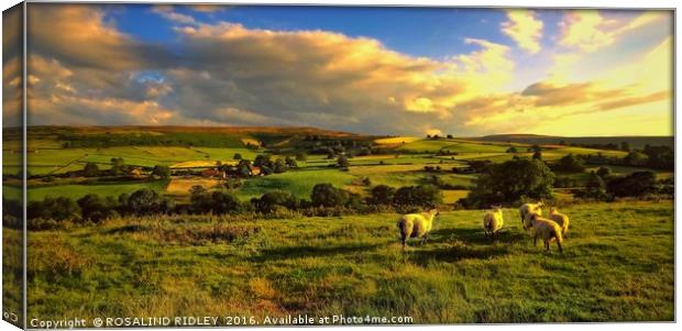 "EVENING LIGHT ....TIME FOR THE SHEEP TO RETURN TO Canvas Print by ROS RIDLEY