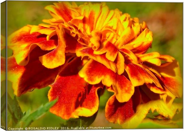 "ARTY MARIGOLD" Canvas Print by ROS RIDLEY