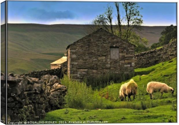 "EVENING LIGHT IN THE YORKSHIRE DALES" Canvas Print by ROS RIDLEY