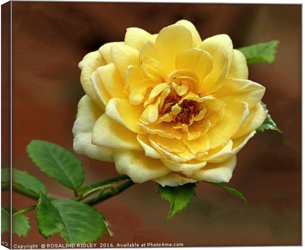 "YELLOW ROSE" Canvas Print by ROS RIDLEY