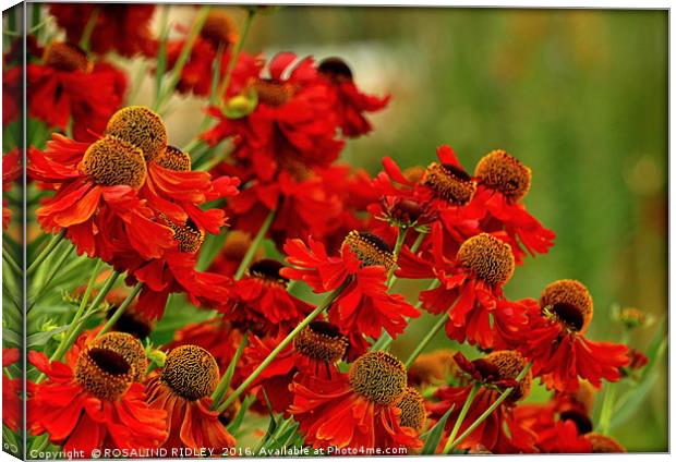"HELENIUM IN THE SUMMER BORDER" Canvas Print by ROS RIDLEY