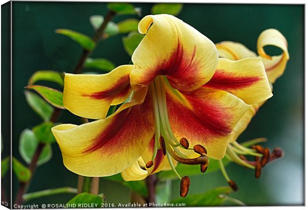 "YELLOW AND RED LILY" 2 Canvas Print by ROS RIDLEY