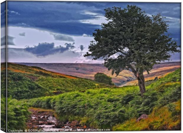 "THE COLOURS OF THE MOORS" Canvas Print by ROS RIDLEY