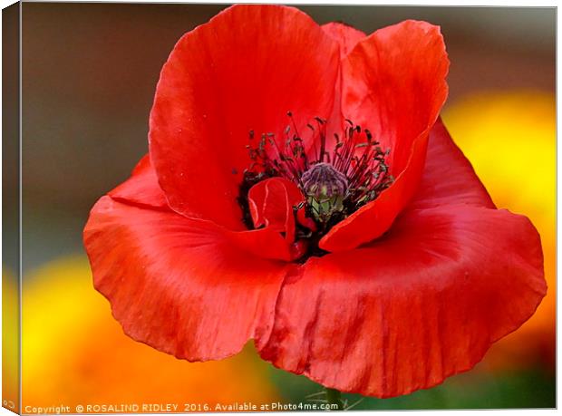 "POPPY IN THE MARIGOLDS" Canvas Print by ROS RIDLEY