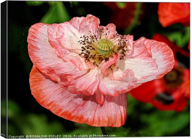 "PEACH AND WHITE POPPY" Canvas Print by ROS RIDLEY