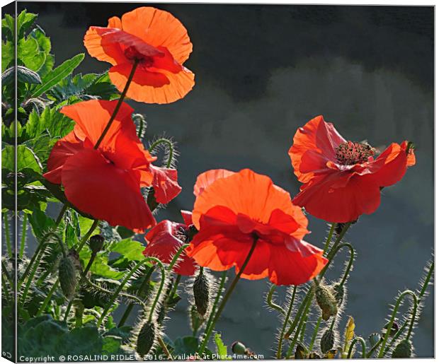 "BACK LIT RED  POPPIES " Canvas Print by ROS RIDLEY