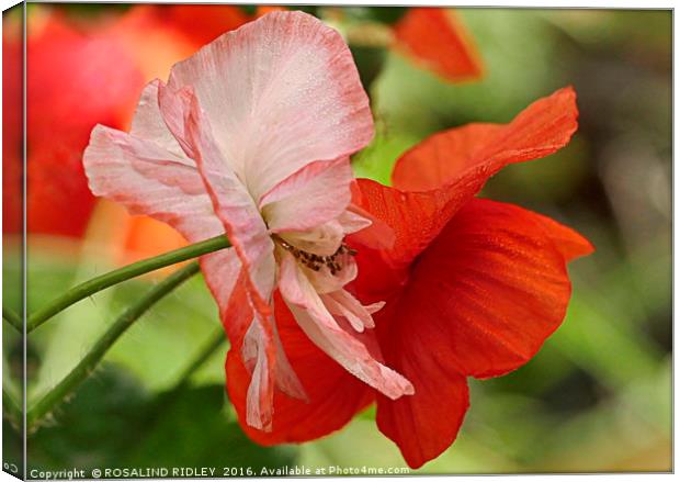 "POPPY LOVE" Canvas Print by ROS RIDLEY