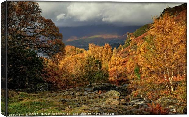 "AUTUMN COLOUR IN THE ENGLISH LAKE DISTRICT 2 ) Canvas Print by ROS RIDLEY