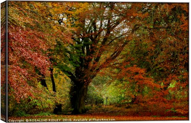 "AUTUMN AT OTTERBURN CASTLE" Canvas Print by ROS RIDLEY