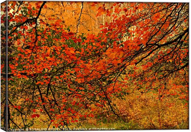 "ABSTRACT AUTUMN LEAVES" Canvas Print by ROS RIDLEY