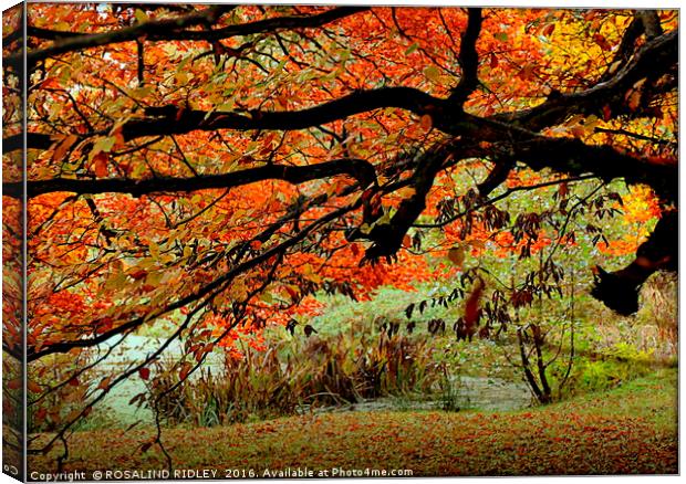"AUTUMN TREE AT THE LAKE SIDE" Canvas Print by ROS RIDLEY