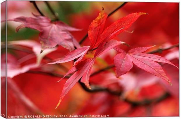 "AUTUMN ACER" Canvas Print by ROS RIDLEY