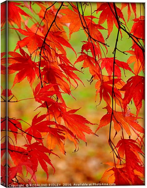 "TRAILING ACER" Canvas Print by ROS RIDLEY