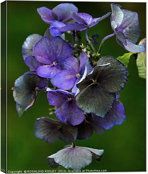 "FADING HYDRANGEA" Canvas Print by ROS RIDLEY