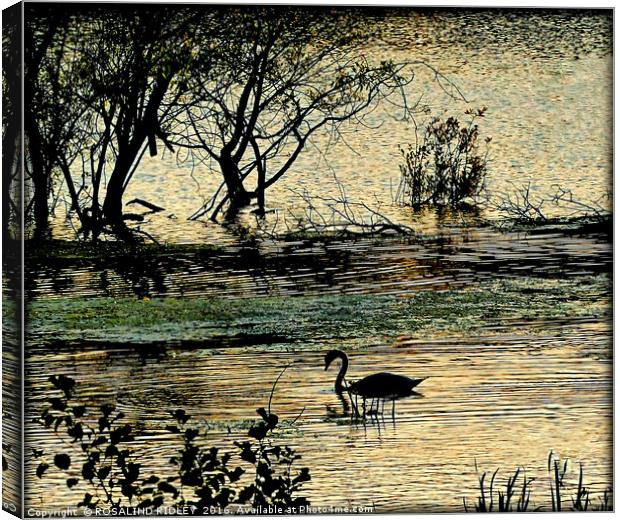 "RIPPLES ON THE LAKE" Canvas Print by ROS RIDLEY