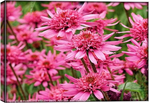 "IN THE PINK" Canvas Print by ROS RIDLEY