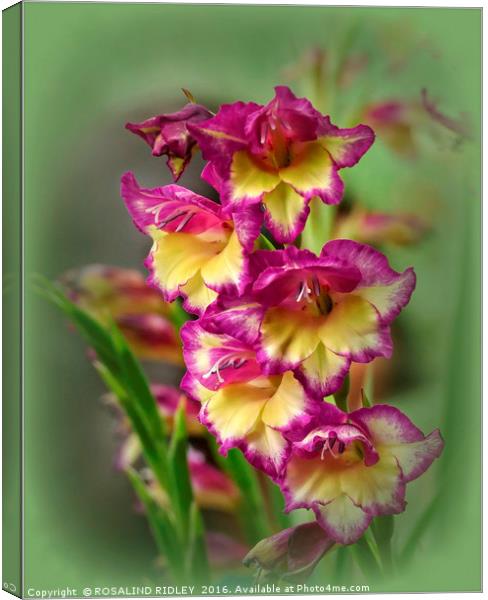 "GLADIOLI THROUGH THE GLASS" Canvas Print by ROS RIDLEY