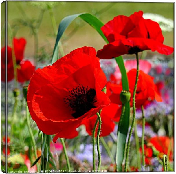 "PERFECT POPPIES" Canvas Print by ROS RIDLEY