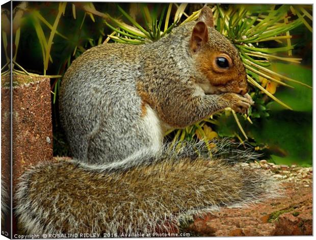 "GARDEN VISITOR" Canvas Print by ROS RIDLEY