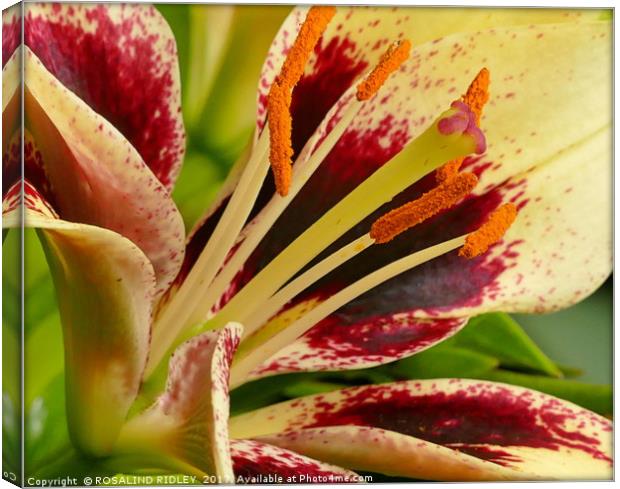 "LILY MACRO" Canvas Print by ROS RIDLEY