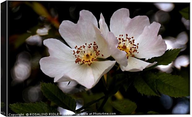 "DOG ROSE DUO" Canvas Print by ROS RIDLEY