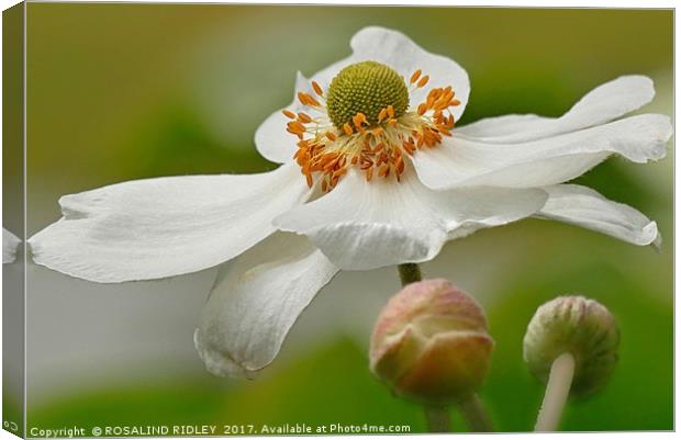 "BEAUTIFUL ANEMONE JAPONICA ALBA" Canvas Print by ROS RIDLEY