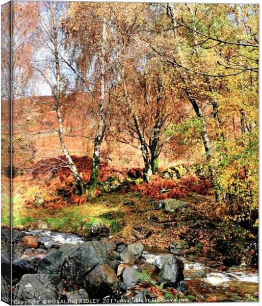 "AUTUMN TREES BY THE STREAM" Canvas Print by ROS RIDLEY