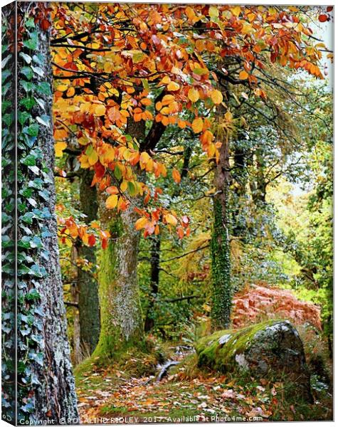 "TAKE A PEAK INTO THE AUTUMN WOOD" Canvas Print by ROS RIDLEY