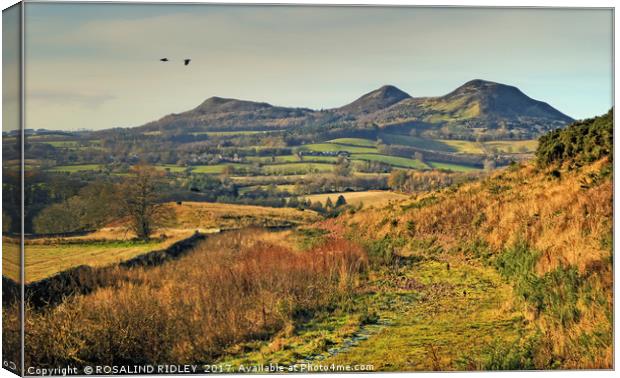 "PATH TO THE EILDON HILLS" Canvas Print by ROS RIDLEY