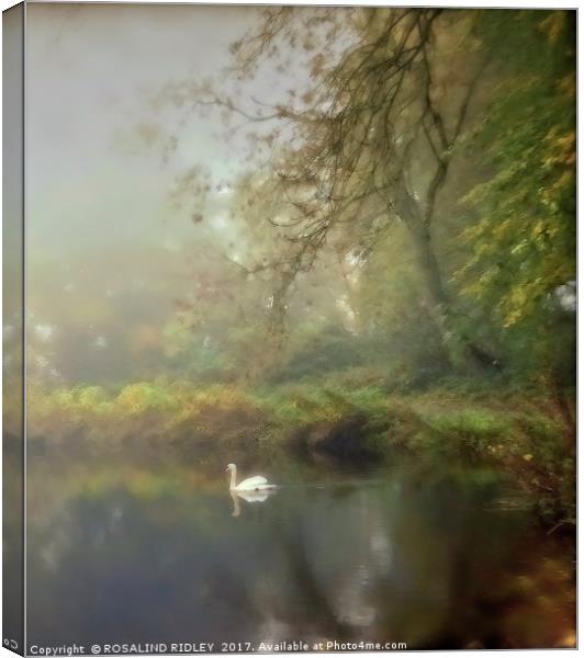 "SWAN ON THE MISTY LAKE" Canvas Print by ROS RIDLEY