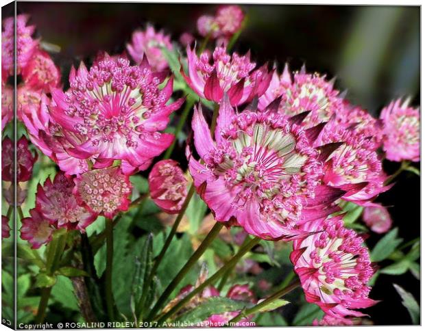 "ASTRANTIA IN THE SUNSHINE" Canvas Print by ROS RIDLEY