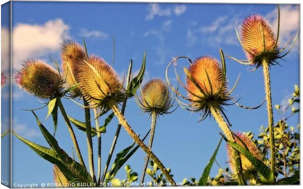"EVENING SUNLIGHT ON THE TEASELS" Canvas Print by ROS RIDLEY