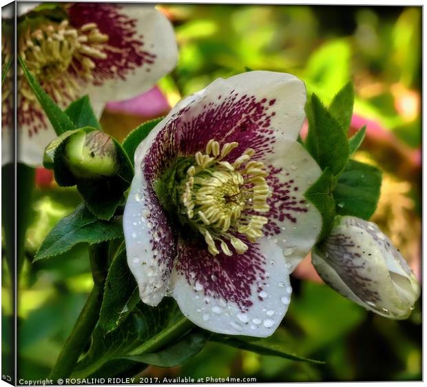 "Hellebore after the rain" Canvas Print by ROS RIDLEY