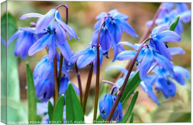 "Scilla , Siberian Spring Beauty" Canvas Print by ROS RIDLEY