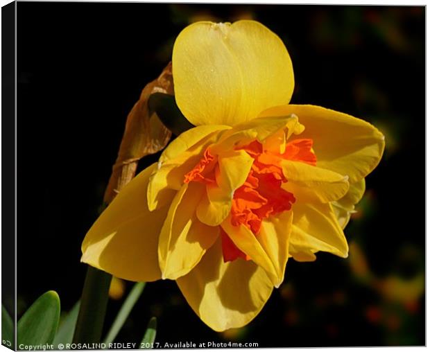 "Daffodil in the Sunshine" Canvas Print by ROS RIDLEY