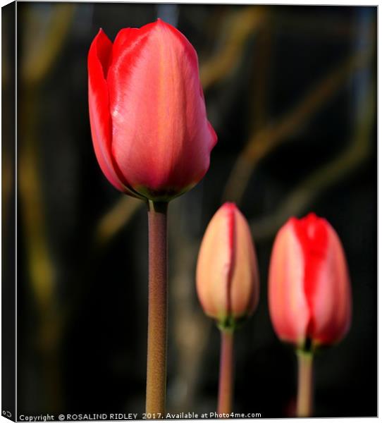 "Red Satin" Canvas Print by ROS RIDLEY