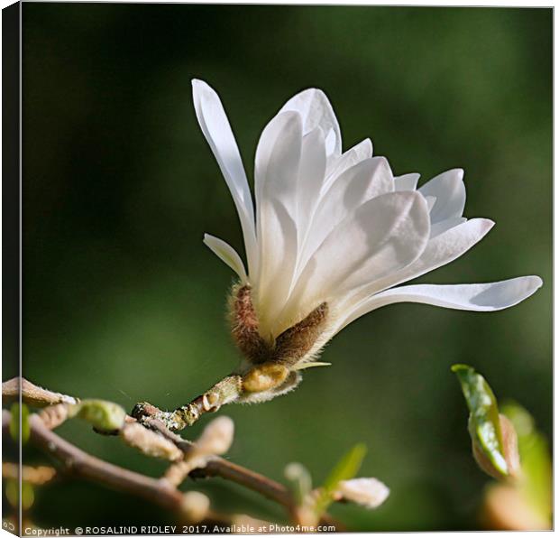 "Single White Magnolia" Canvas Print by ROS RIDLEY