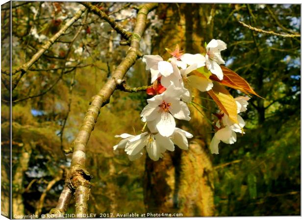 "Spring blossoms in the wood" Canvas Print by ROS RIDLEY