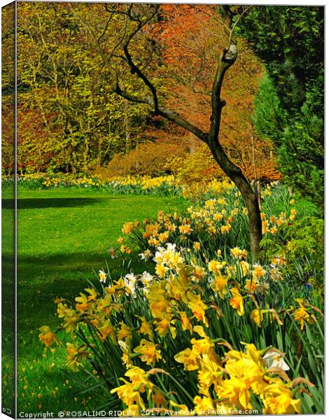 "Tree in the Daffodils" Canvas Print by ROS RIDLEY