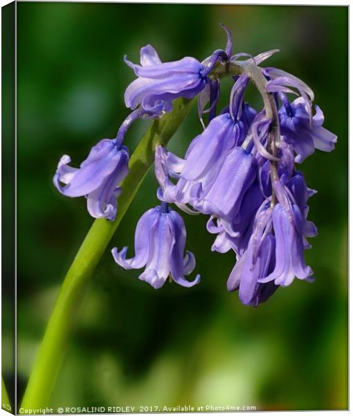 "1st Bluebell 2017!" Canvas Print by ROS RIDLEY