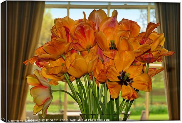 "Tulips in the window" Canvas Print by ROS RIDLEY