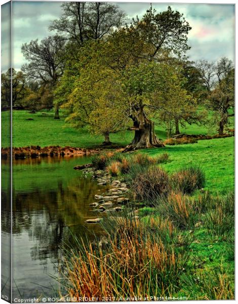 "Tree by the stream" Canvas Print by ROS RIDLEY