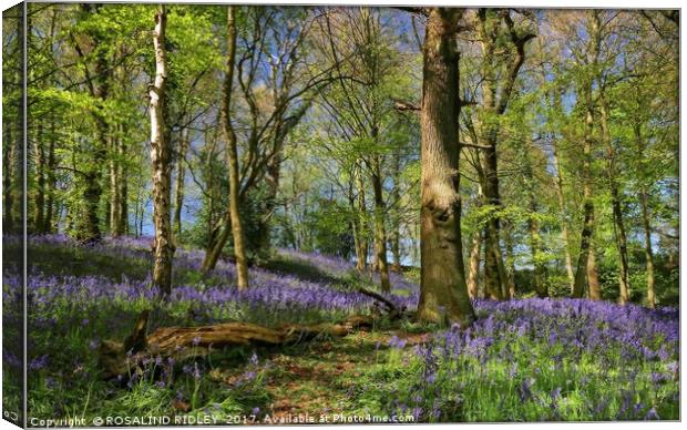 "The Magic of the Bluebell Woods" Canvas Print by ROS RIDLEY