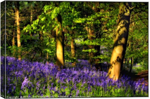 "Evening reflections in the bluebell wood" Canvas Print by ROS RIDLEY