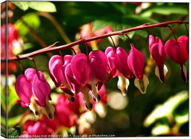 "Cerise pink in the sunshine" Dicentra Spectabilis Canvas Print by ROS RIDLEY
