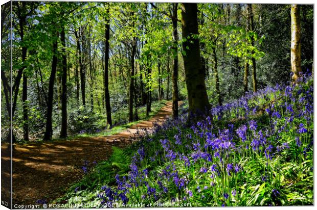 "Taking a walk in the bluebell woods" Canvas Print by ROS RIDLEY