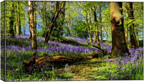 "Durham Bluebell wood" Canvas Print by ROS RIDLEY