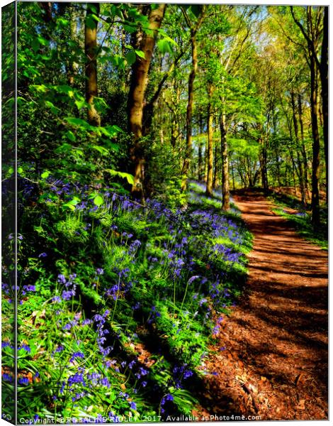 "Path through the Bluebell woods" Canvas Print by ROS RIDLEY
