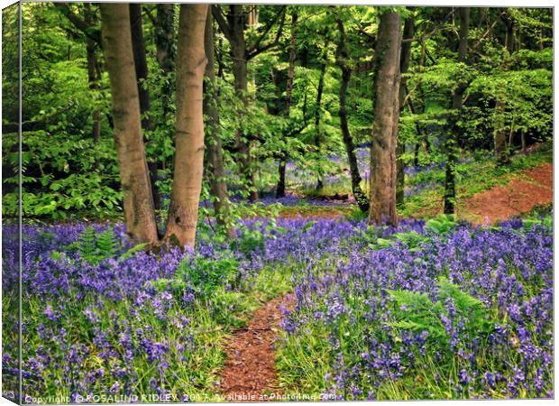 "Pathway through the bluebells" Canvas Print by ROS RIDLEY